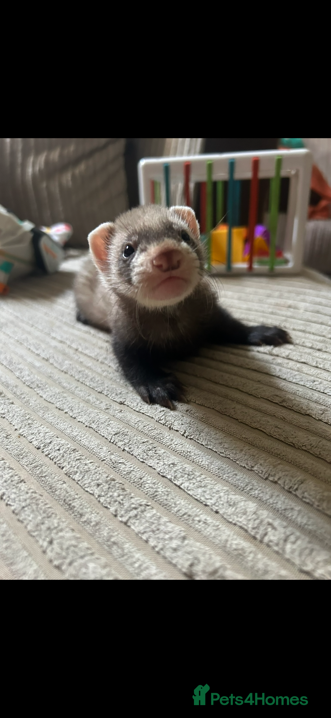 Ferret rodents for sale: Baby ferrets  - Image 7