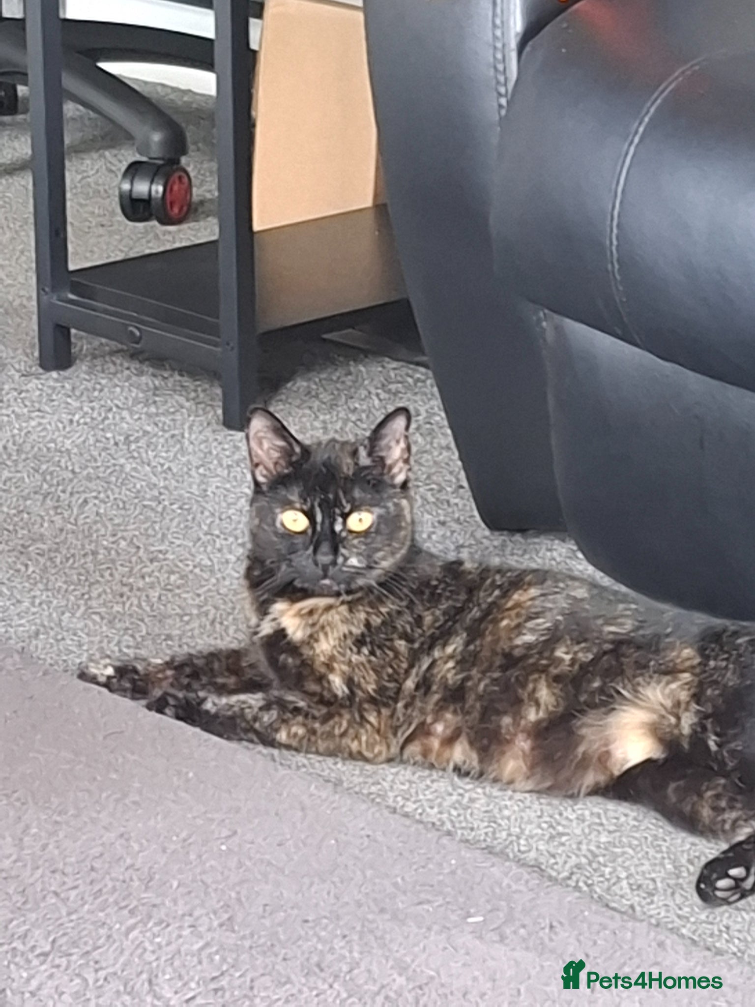 Mixed Breed cats for sale: Stunning Ginger Male kitten - Advert 1