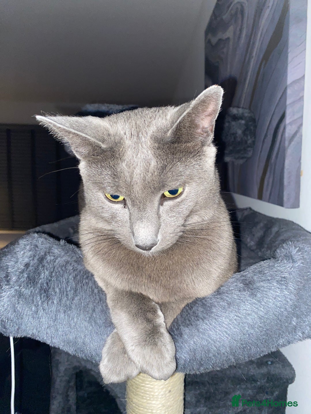 Russian Blue cats for sale: Russian Blue male - Advert 6