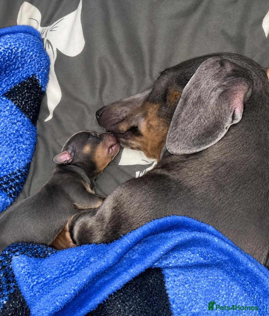 Miniature Dachshund dogs Miniature Dachshund - Advert 1