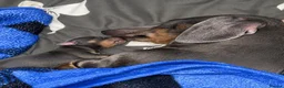 Miniature Dachshund dogs for sale: Miniature Dachshund in Penrith - Advert 1