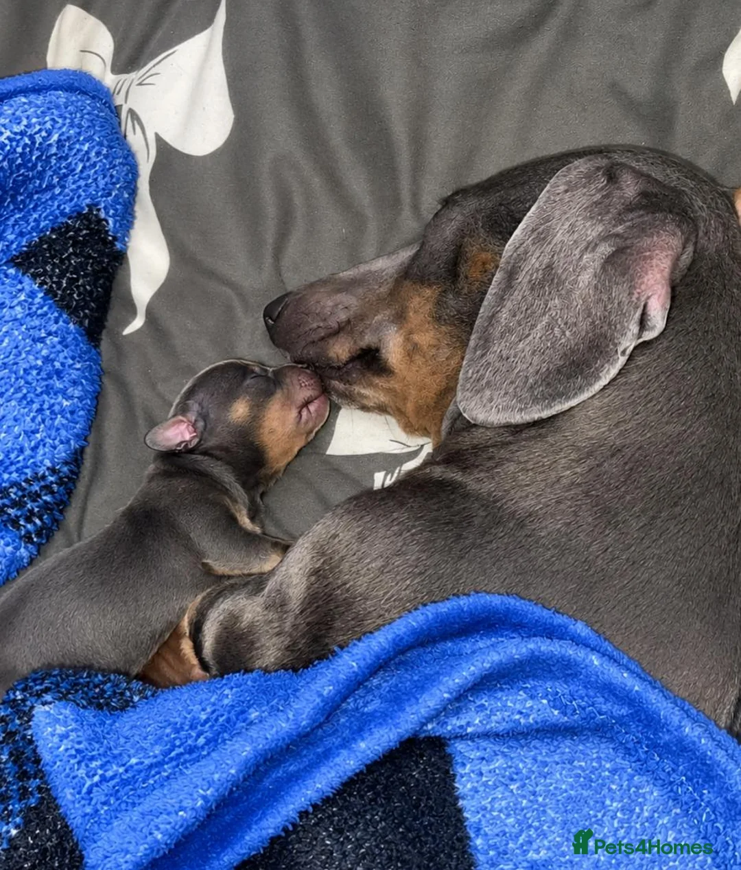 Miniature Dachshund dogs for sale: Miniature Dachshund in Penrith - Advert 1