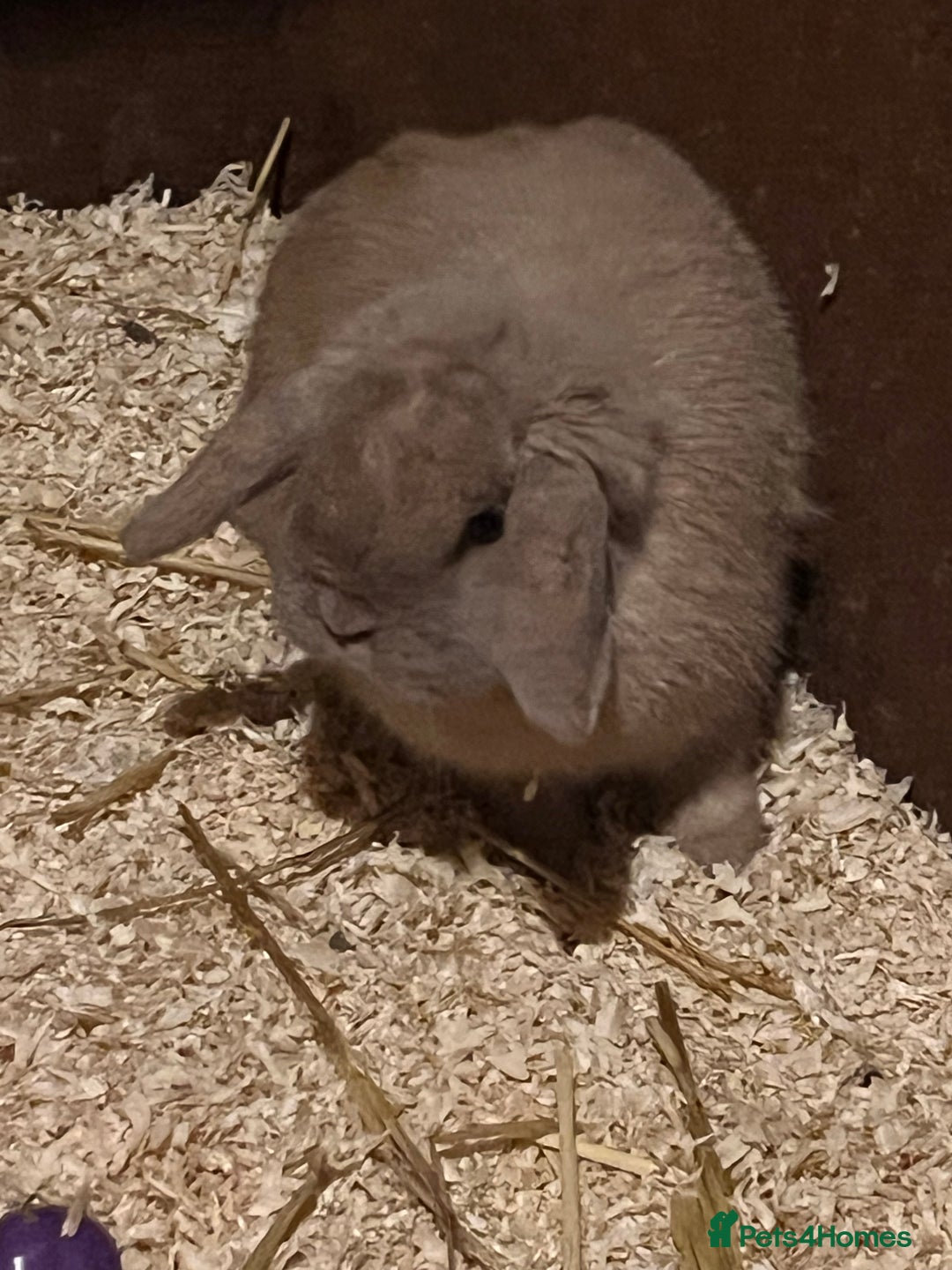 Guinea Pig rodents for sale: Female Lop bunny - Advert 3