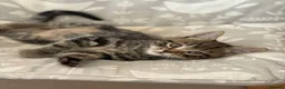 Mixed Breed cats for sale: Gorgeous home reared kittens  - Advert 17