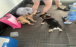 French Bulldog dogs for sale: Male French Bulldog  - Image 3