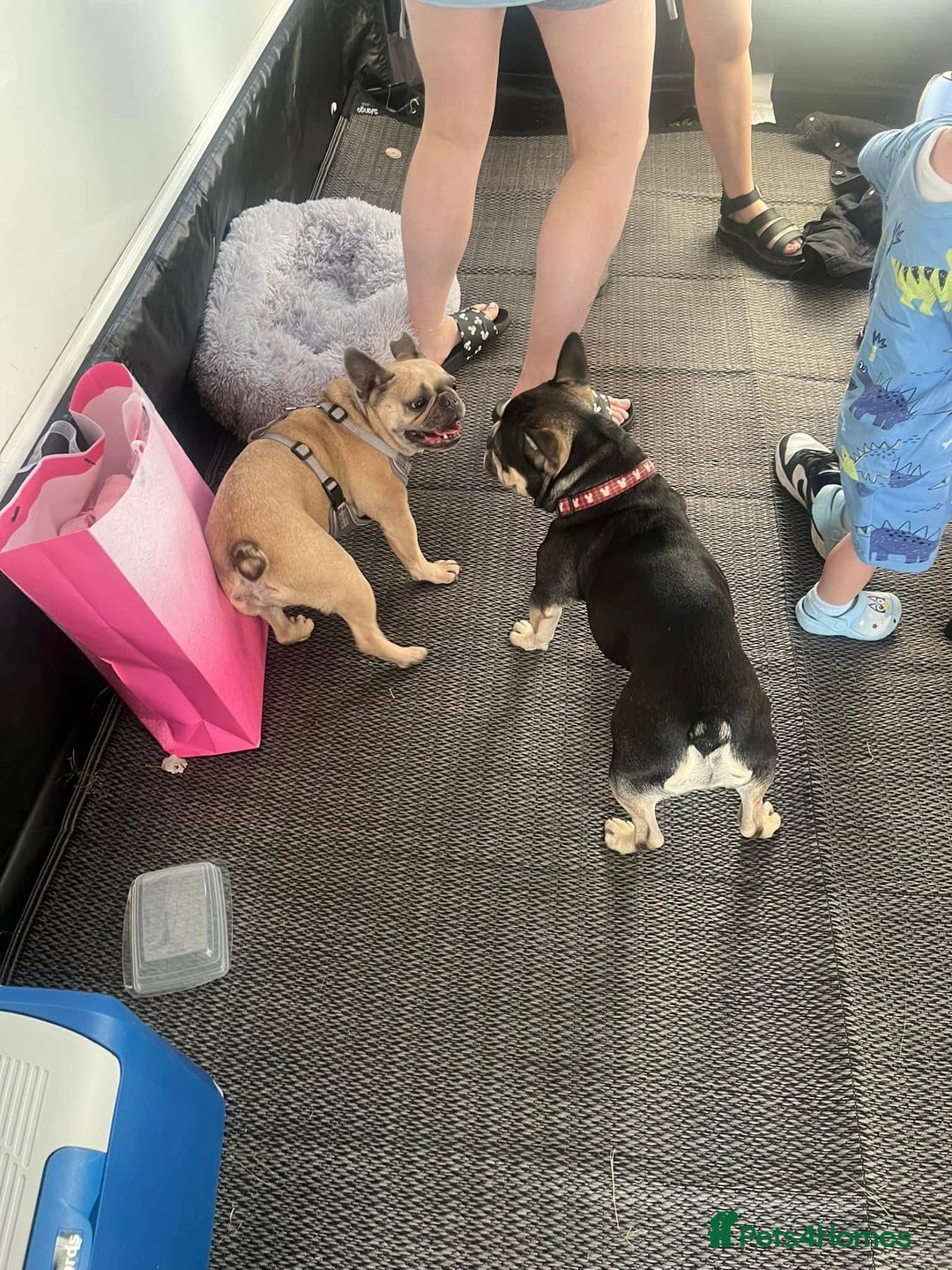 French Bulldog dogs for sale: Male French Bulldog  - Image 3