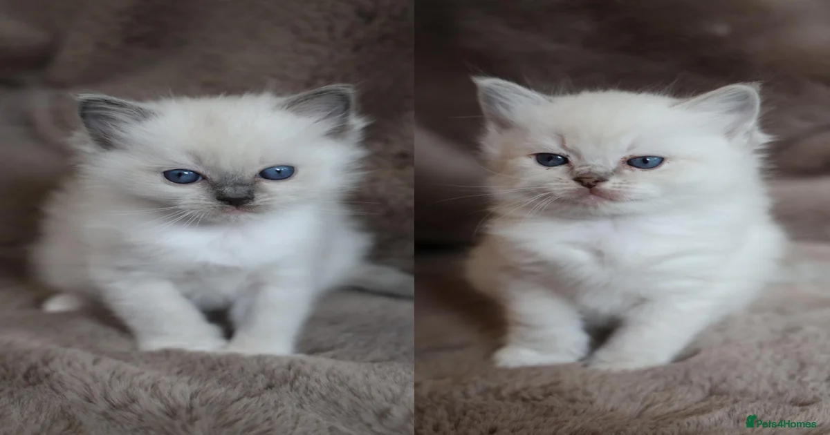 GCCF Ragdoll kittens. Lynx, Blue point, mitted. for sale in Basingstoke ...