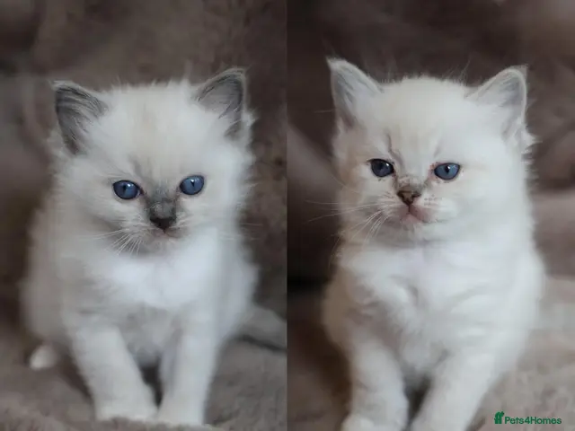 Ragdoll cats GCCF Ragdoll kittens. Lynx, Blue point. - Advert 7
