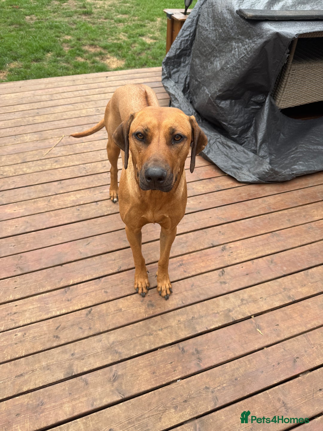 Rhodesian Ridgeback dogs for sale: Pedigree Rhodesian Ridgeback - Image 3