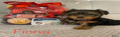 ❤️ Fiona Red Yorkshire Terrier Puppy 1  