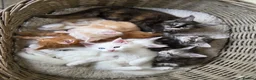 Maine Coon cats for sale: 🐾 Beautiful GCCF Registered Pedigree Kittens 🐾 in Poole - Advert 6