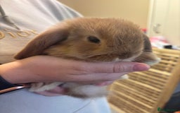 Mini Lop rabbits for sale: Mini lop bunnies  - Image 11