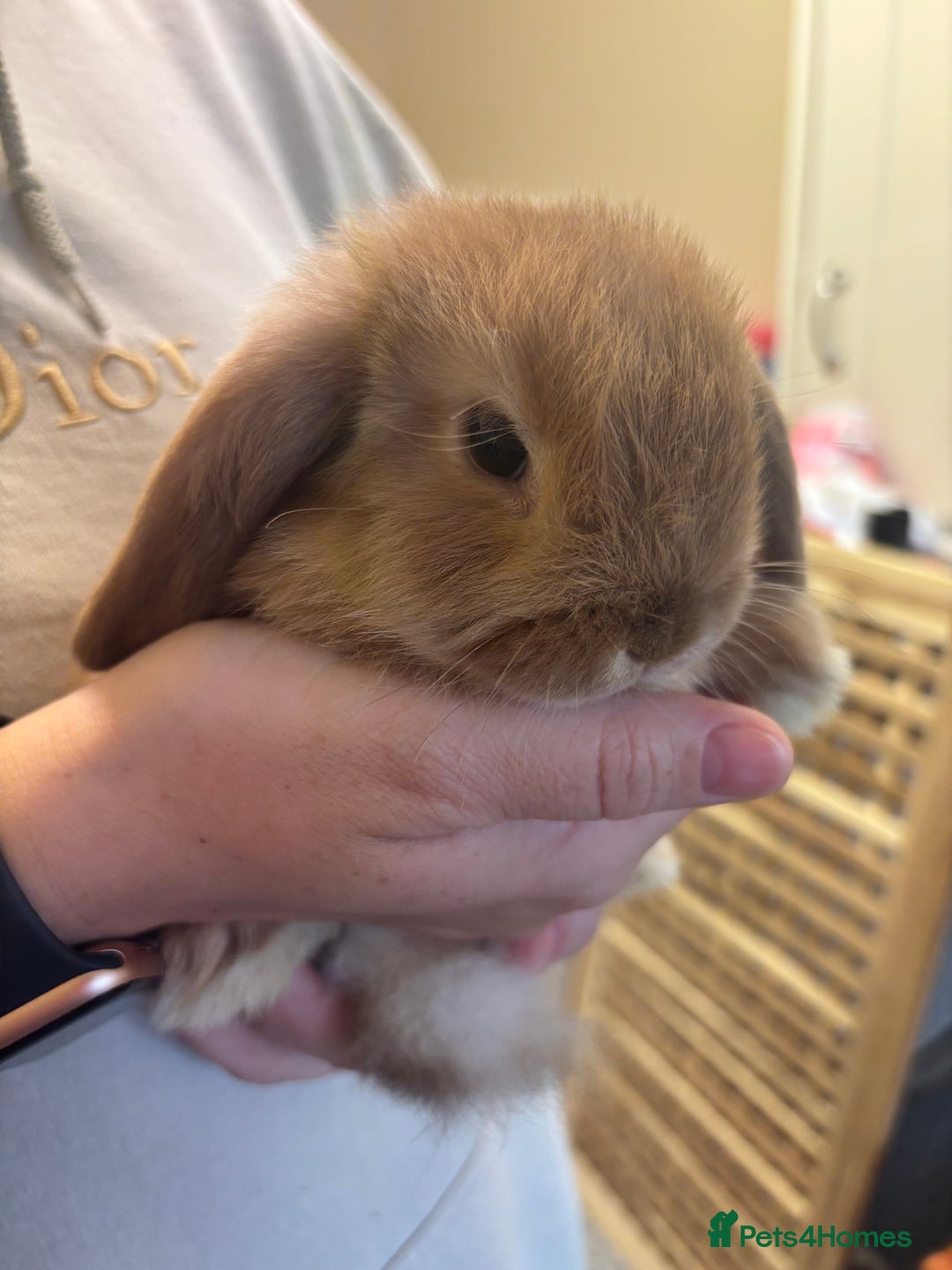 Mini Lop rabbits for sale: Mini lop bunnies  - Image 11