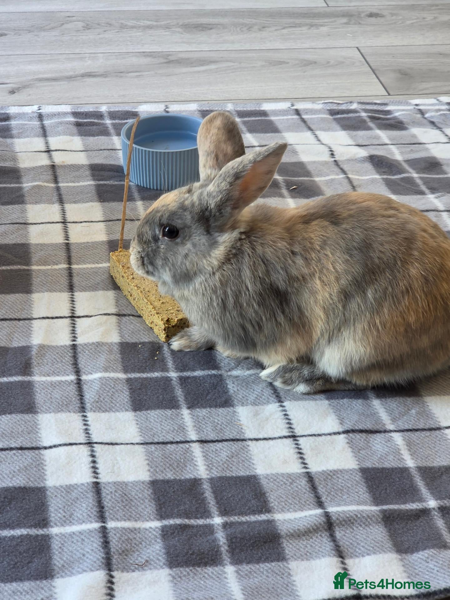 Mixed Breed rabbits Lionhead cross bunnies - Advert 12