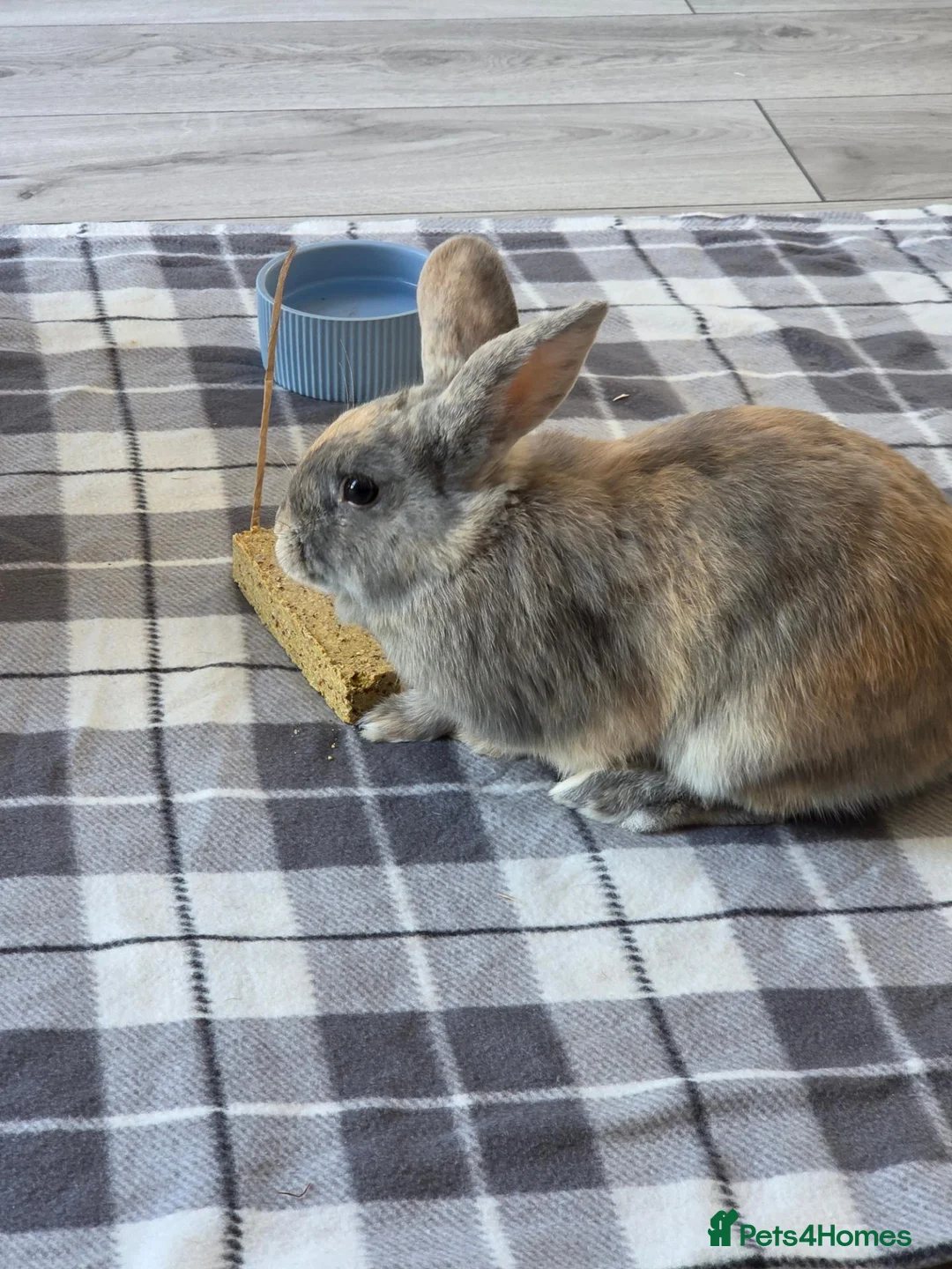Mixed Breed rabbits for sale: Lionhead cross bunnies - Advert 1