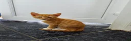 Mixed Breed cats for sale: 6 Adorable Kittens Looking for Loving Homes in Gravesend - Advert 4
