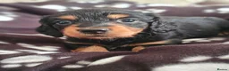 Miniature Dachshund dogs for sale: Last beautiful long haired fur baby - Advert 4