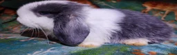 Mini Lop rabbits for sale: Baby Mini Lops - Advert 16
