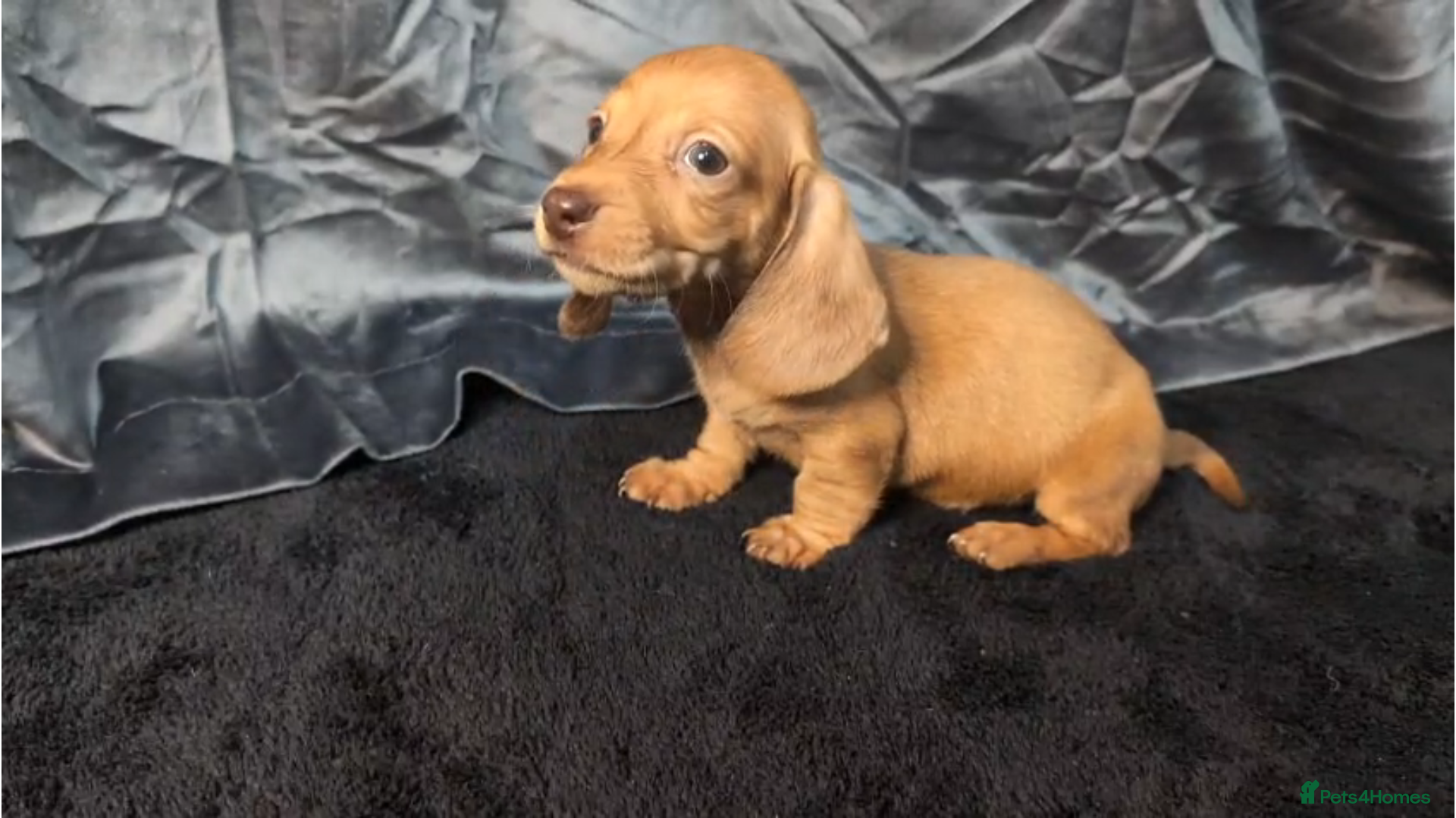 Miniature Dachshund dogs KC registered Smooth Hair Mini Dachshund Puppies  - Advert 3