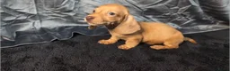 Miniature Dachshund dogs for sale: KC Reg Smooth Hair Mini Dachshund Puppies  - Advert 8