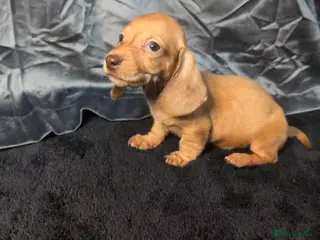 Miniature Dachshund dogs KC registered Smooth Hair Mini Dachshund Puppies - Advert 3