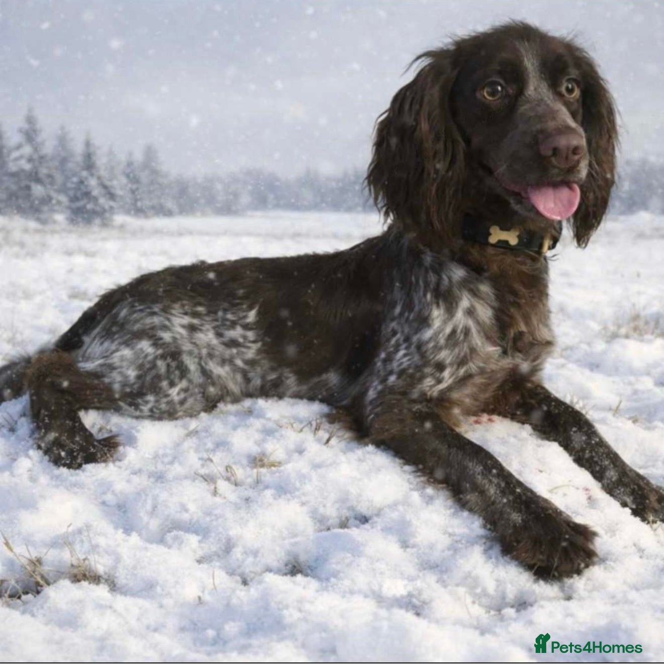 Cocker Spaniel dogs for sale: Cocker spaniel 2 years old  - Advert 5