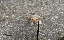 Mixed Breed dogs for sale: 2 lovely Daschund pups for sale. - Image 3