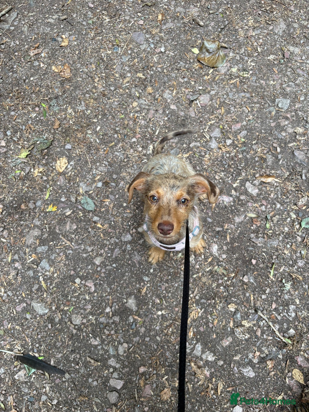 Mixed Breed dogs for sale: 2 lovely Daschund pups for sale. - Image 3