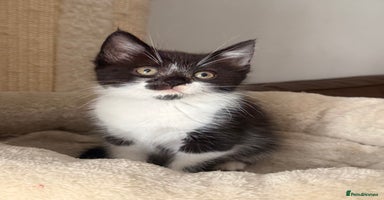 Mixed Breed cats - Advert 3