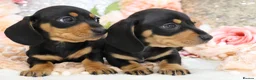 Miniature Dachshund dogs for sale: KC Miniature Dachshund Puppies - Advert 2