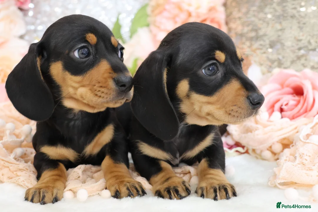 Miniature Dachshund dogs for sale: KC Miniature Dachshund Puppies - Advert 2