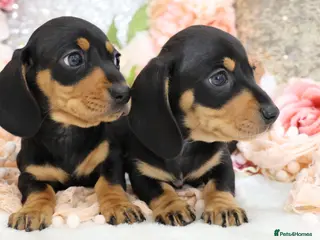Miniature Dachshund dogs KC Miniature Dachshund Puppies - Advert 6
