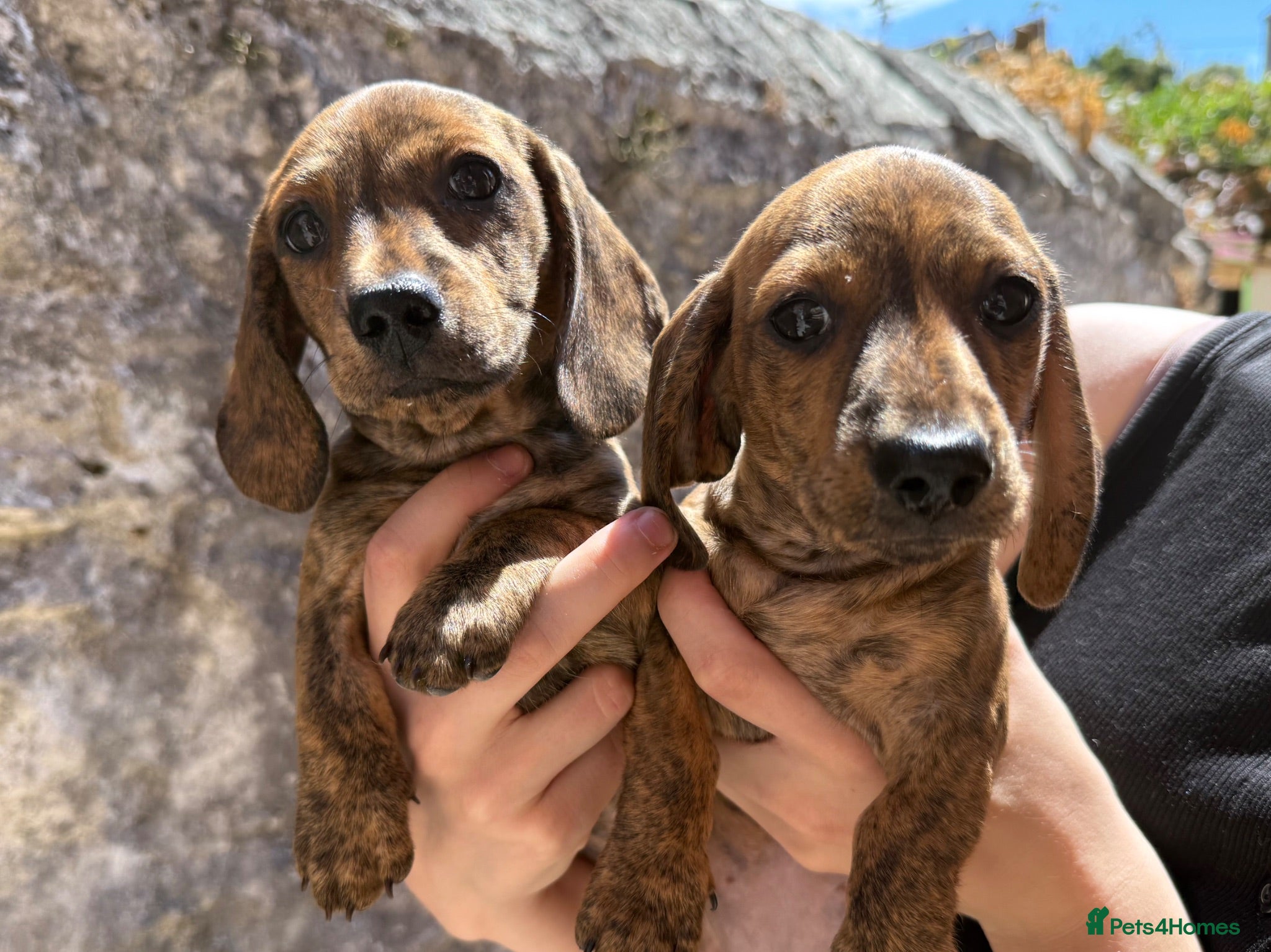 Miniature Dachshund dogs READ NOW litter of miniature dachshunds  - Advert 13