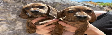 Twin one red brindle girl 