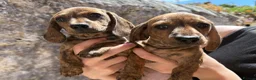 Miniature Dachshund dogs for sale: READ NOW litter of miniature dachshunds  - Advert 1