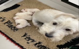 West Highland Terrier dogs for sale: Adorable WestHighland White Pups - Image 11