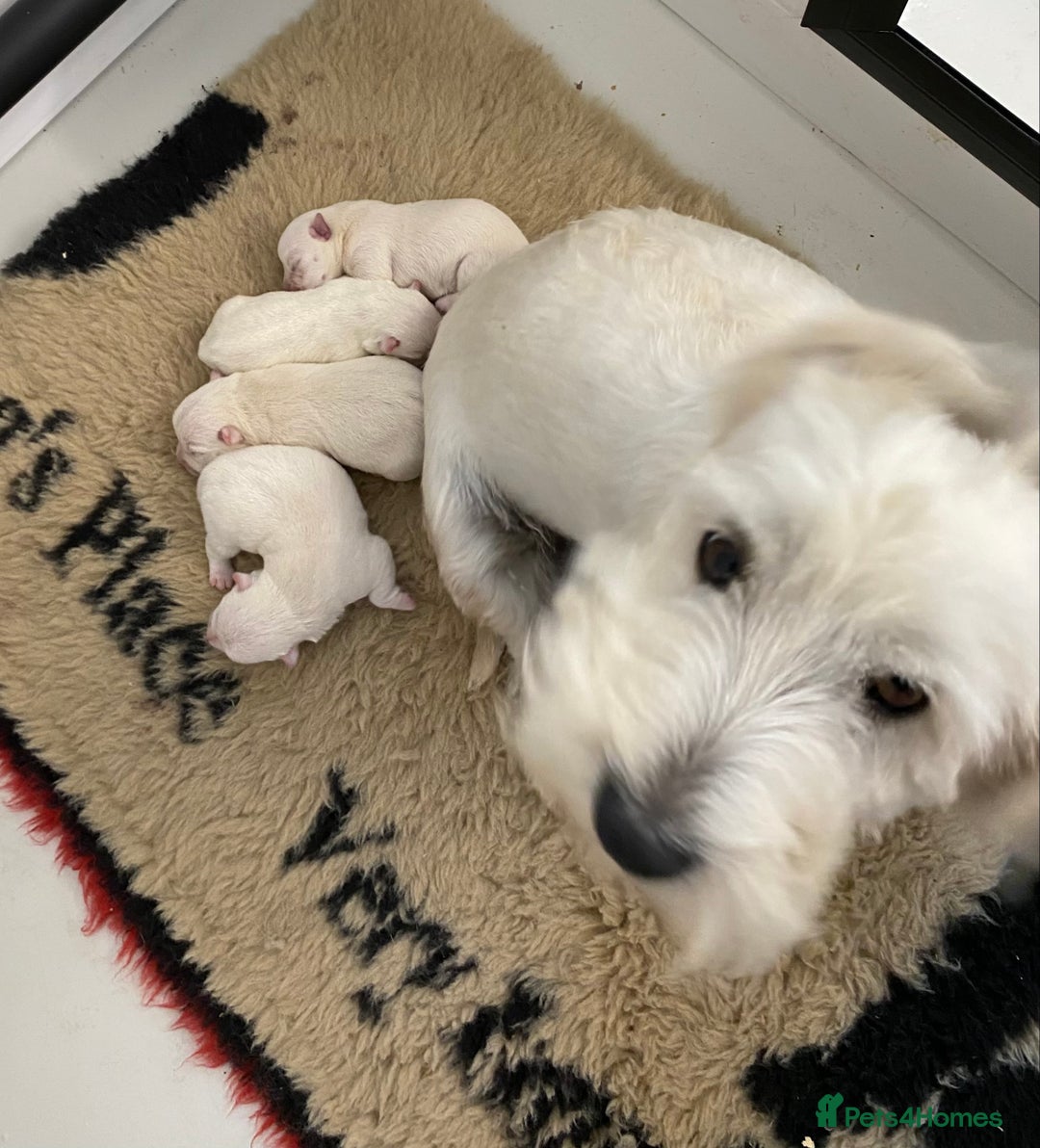 West Highland Terrier dogs for sale: Adorable WestHighland White Pups - Image 11
