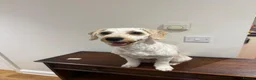 Mixed Breed dogs for sale: Cavapoochon - Advert 2