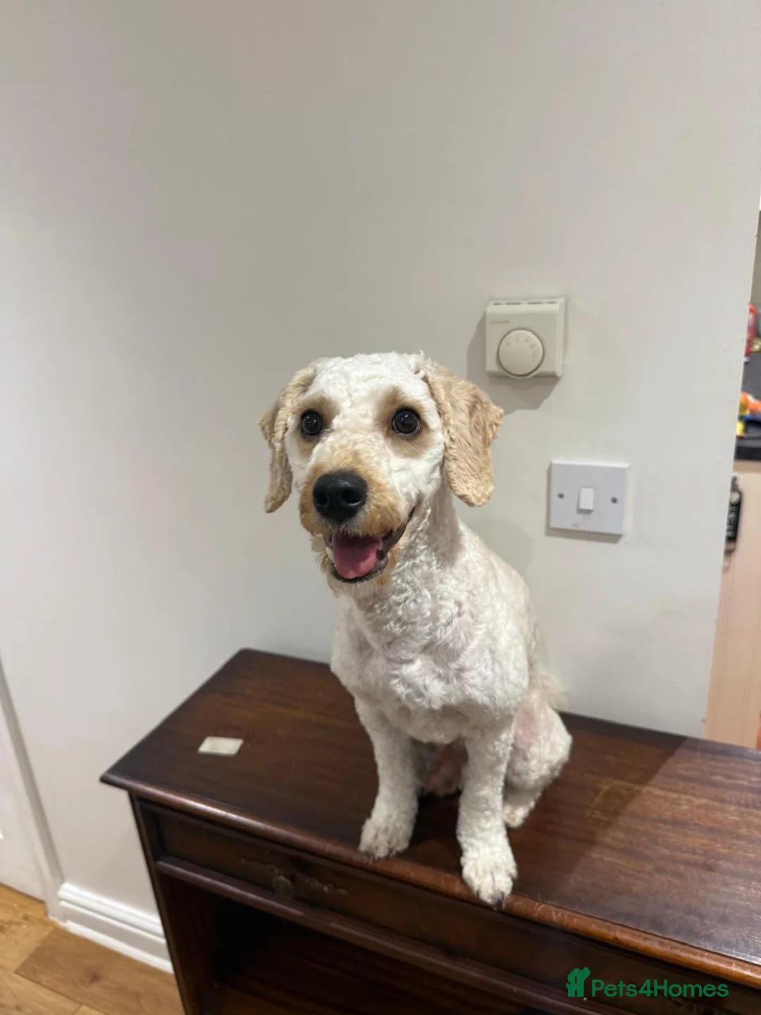 Mixed Breed dogs for sale: Cavapoochon - Advert 2