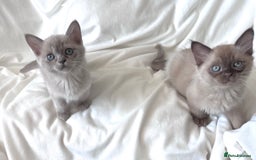 Burmese cats for sale: Stunning Show Quality Kittens - Image 9