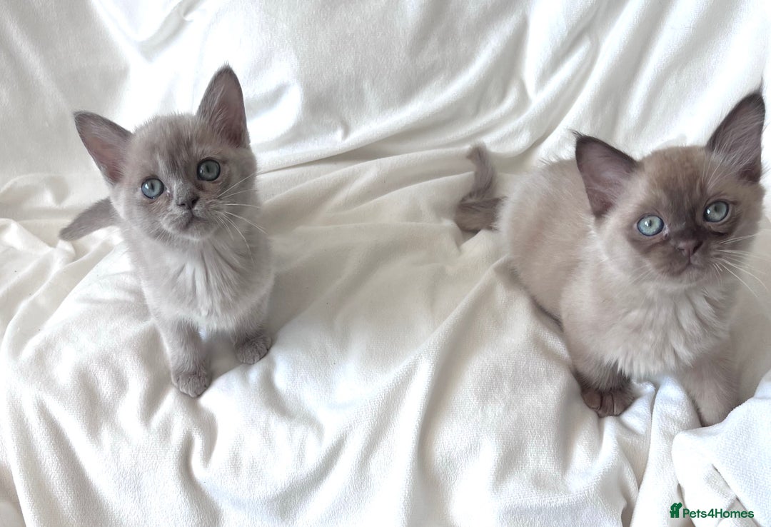 Burmese cats for sale: Stunning Show Quality Kittens - Image 9