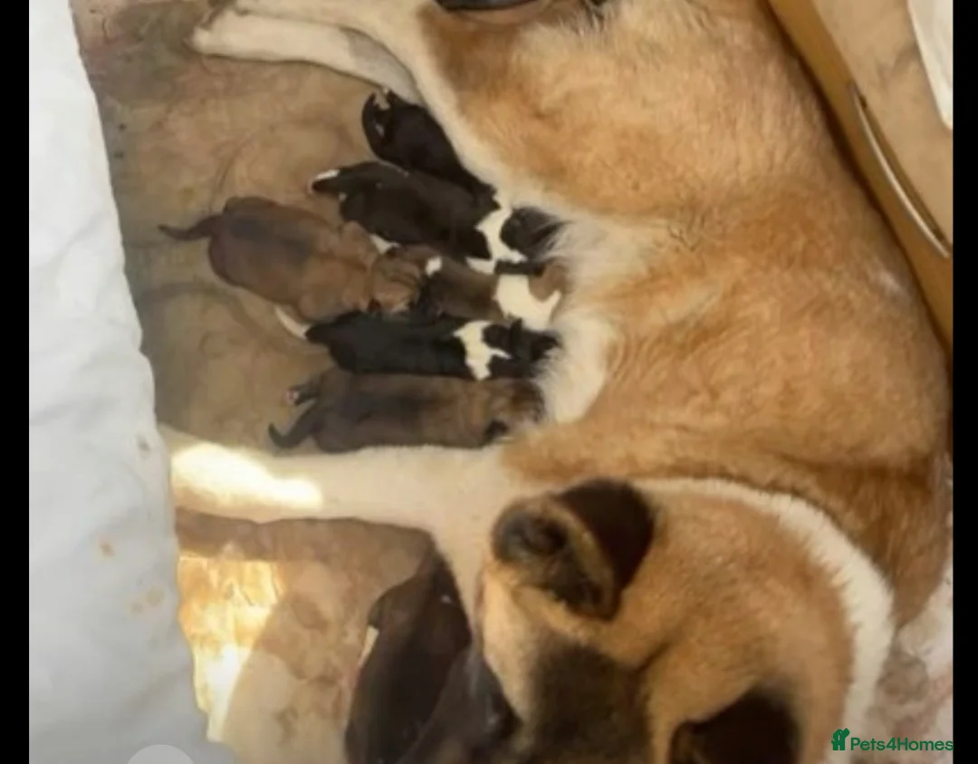 Mixed Breed dogs for sale: 9 Beautiful Akita x puppies for sale - Advert 2