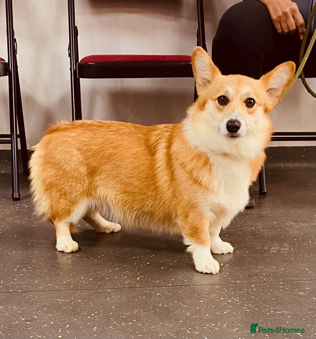 Welsh Corgi Pembroke dogs for sale: Tri coloured quality pedigree puppies available - Advert 19