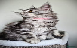 Maine Coon cats for sale: STUNNING XL PEDIGREE MAINE COON KITTENS  - Image 5
