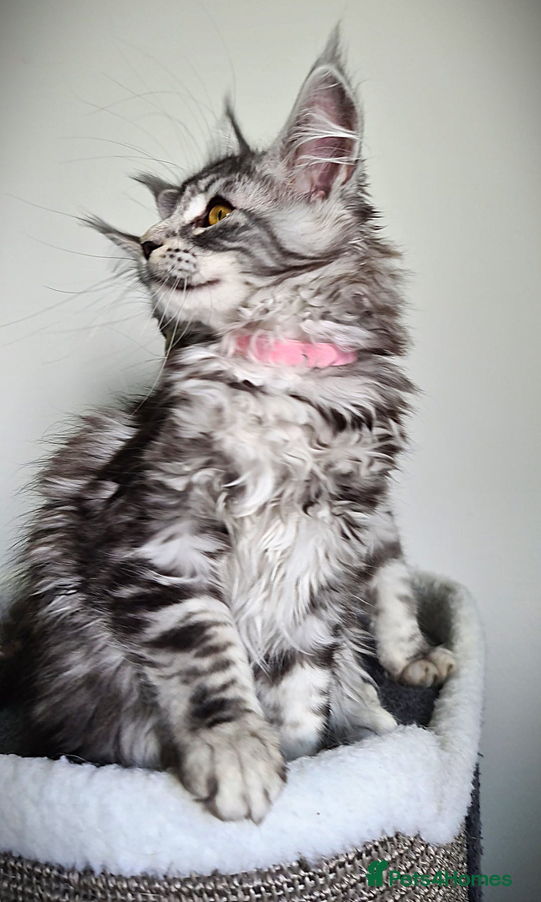 Maine Coon cats for sale: STUNNING XL PEDIGREE MAINE COON KITTENS  - Image 5