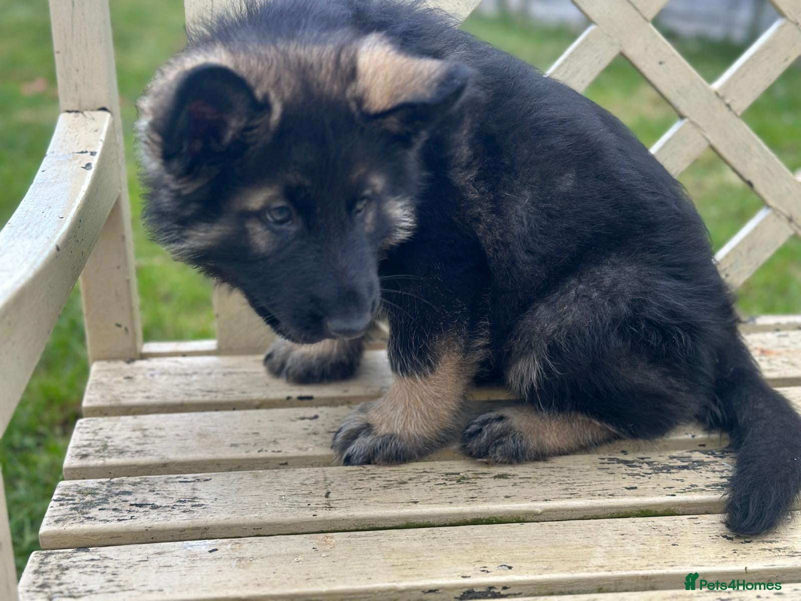 German Shepherd dogs German Shepherd Puppies (Last 2 boys!!) - Advert 6