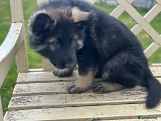 German Shepherd dogs German Shepherd Puppies (Last 2 boys!!) - Advert 6