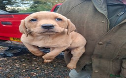 Labrador Retriever dogs for sale: Red labrador puppies - Image 18