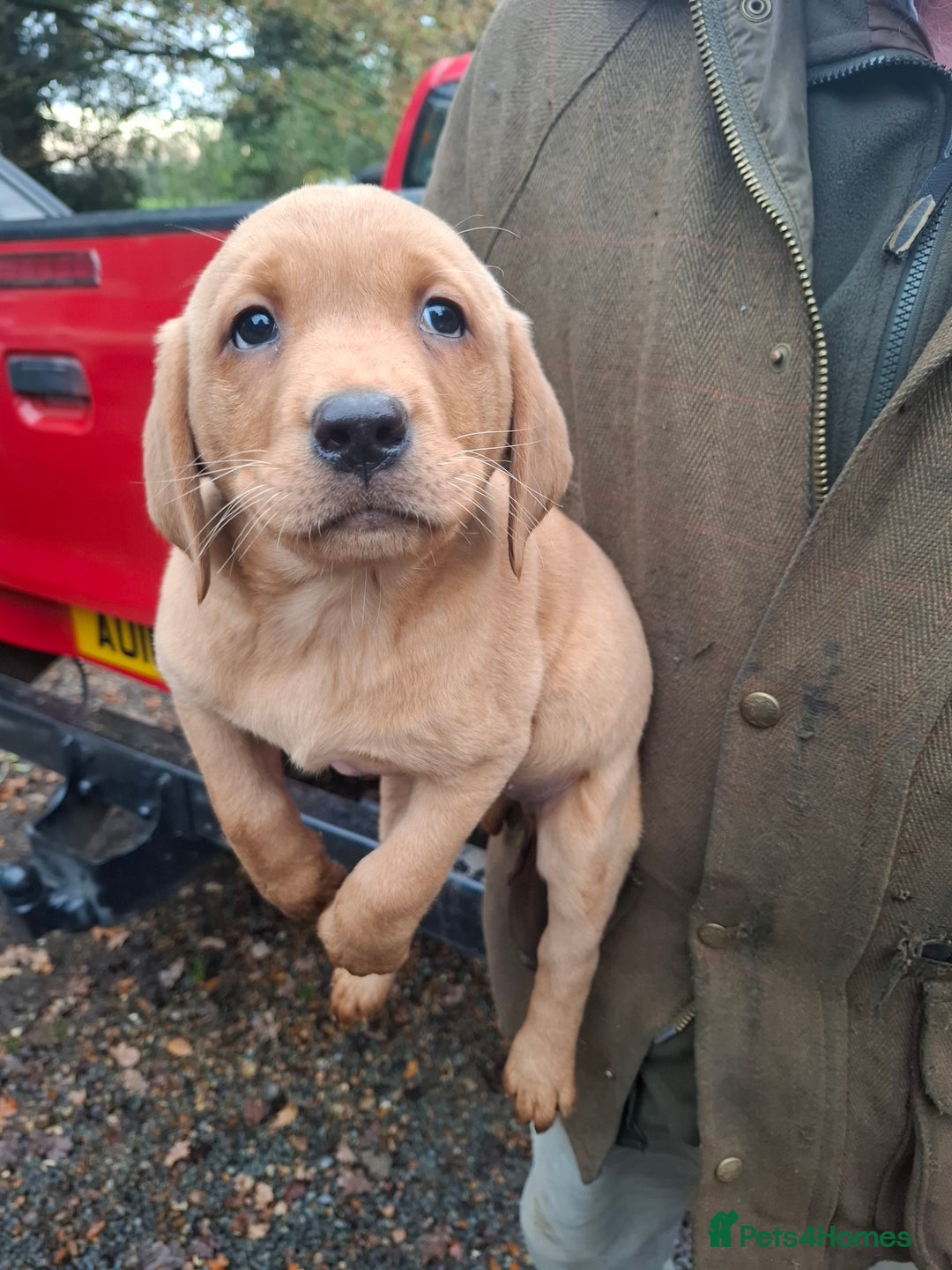Labrador Retriever dogs for sale: Red labrador puppies - Image 18