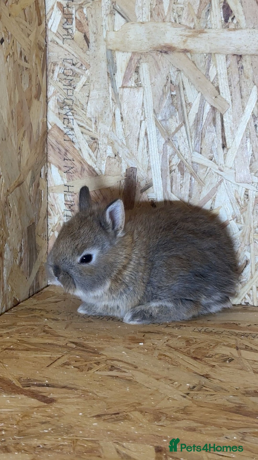Netherland Dwarf rabbits for sale: Baby netherland dwarfs  - Advert 1